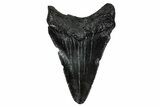 Juvenile Megalodon Tooth - South Carolina #340727-1